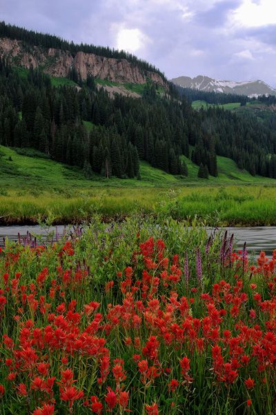 Riverside Paintbrush